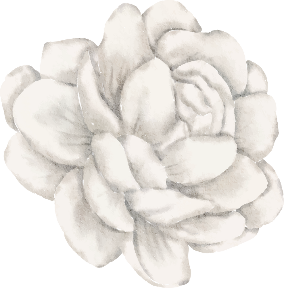 White Flower Blossom in Water Color for Decorative Element